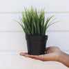 209 Artificial Plant with Plastic Pot